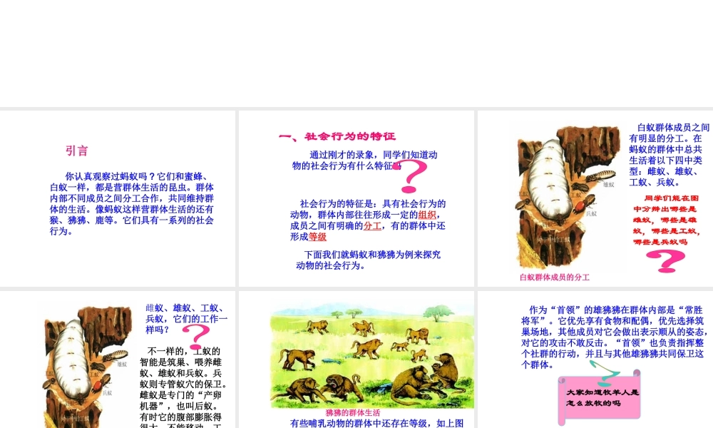 八年级生物上册 第5单元 第2章 动物的运动和行为 第三节 社会行为课件1 新人教版