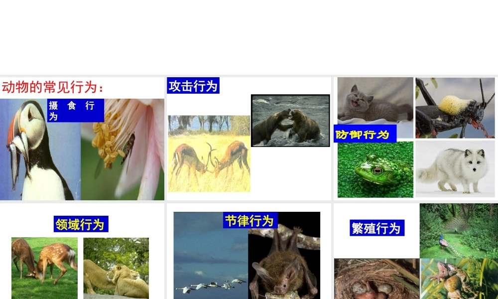 八年级生物上册 第九章 第二节 动物的行为课件 （新版）北京版-北京版初中八年级上册生物课件