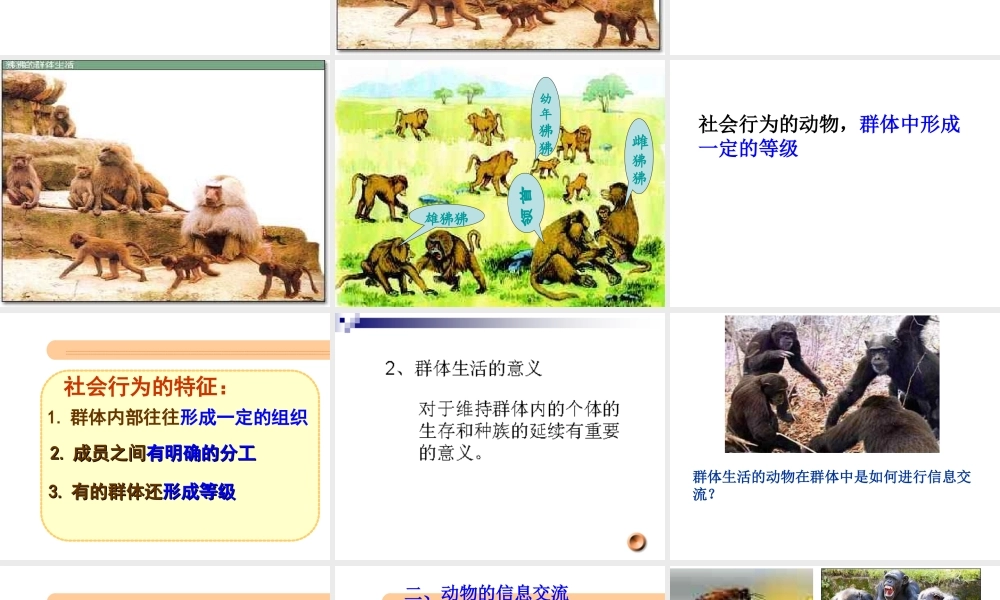 八年级生物上册 第5单元 第2章 动物的运动和行为 第三节 社会行为课件2 新人教版