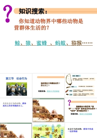 八年级生物上册 第5单元 第2章 动物的运动和行为 第三节 社会行为课件2 新人教版