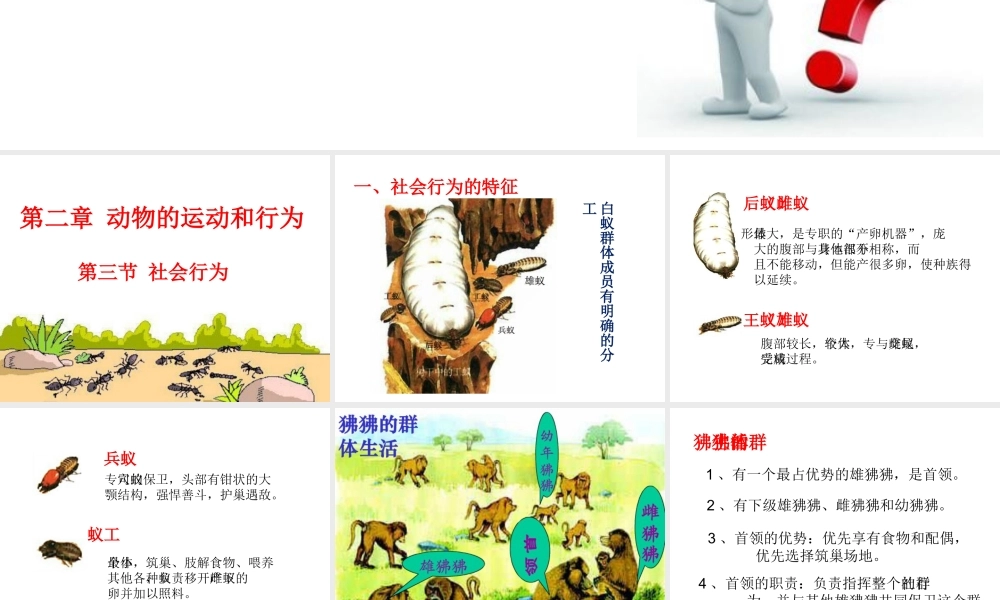 八年级生物上册 第七单元 第二章 第三节 社会行为课件 鲁科版五四制-鲁科级上册生物课件