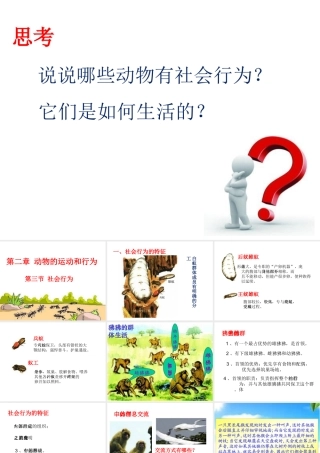 八年级生物上册 第七单元 第二章 第三节 社会行为课件 鲁科版五四制-鲁科级上册生物课件
