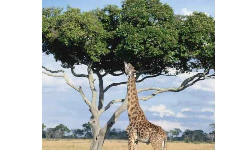 八年级生物上册 第5单元 第2章 动物的运动和行为 第一节 动物的运动课件1 新人教版