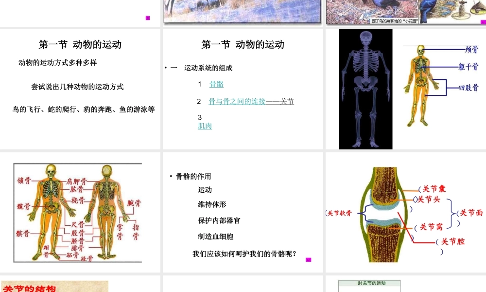 八年级生物上册 第5单元 第2章 动物的运动和行为 第一节 动物的运动课件1 新人教版