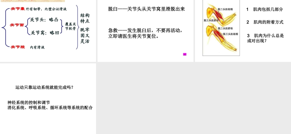 八年级生物上册 第5单元 第2章 动物的运动和行为 第一节 动物的运动课件1 新人教版