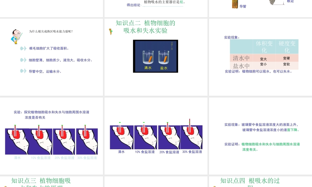 八年级生物上册 第三单元 第二章 第2节《根对水分的吸收》课件2 （新版）冀教版-（新版）冀教版初中八年级上册生物课件