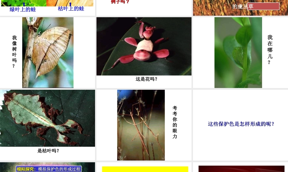 八年级生物上册 第七单元 第三章 第三节 生物进化的原因课件 新人教版
