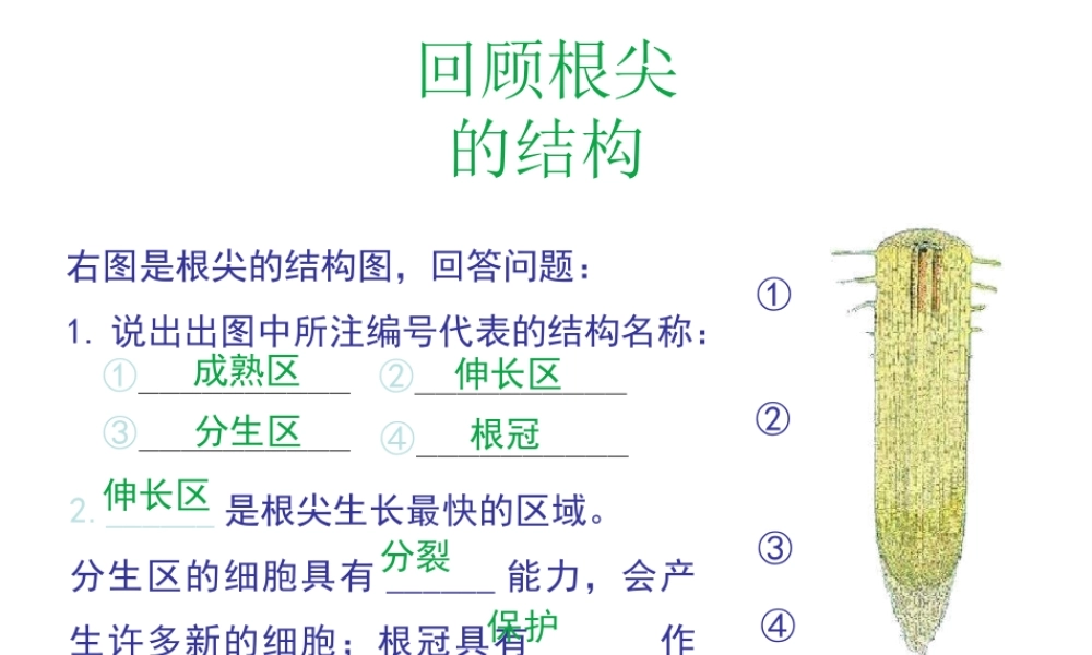 八年级生物上册 第三单元 第二章 第2节《根对水分的吸收》课件2 （新版）冀教版-（新版）冀教级上册生物课件