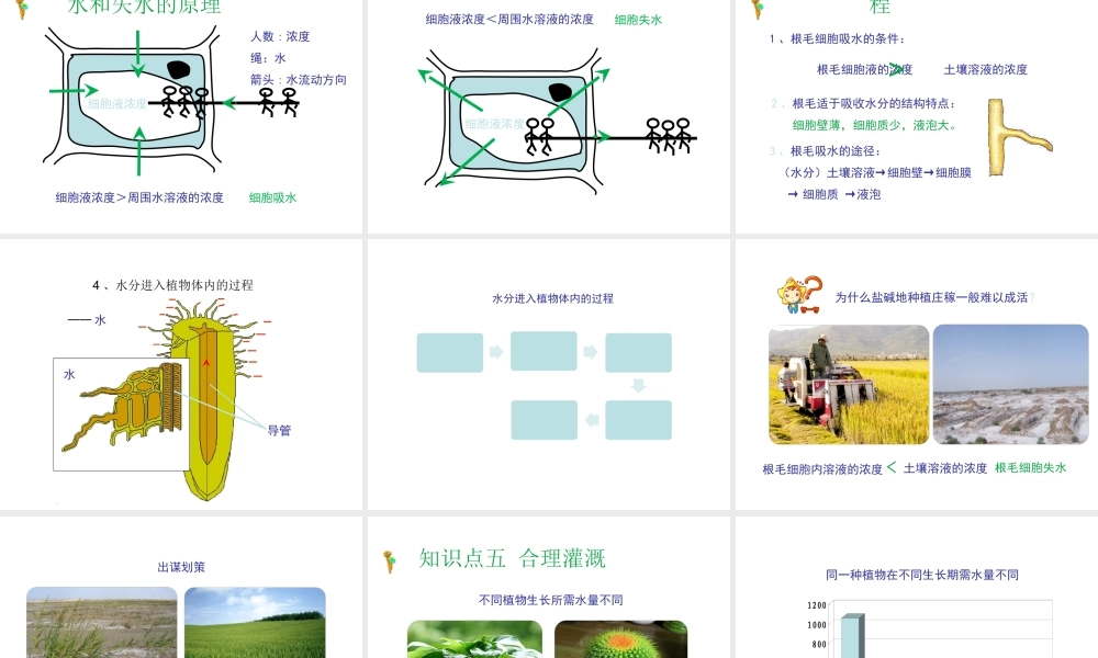 八年级生物上册 第三单元 第二章 第2节《根对水分的吸收》课件2 （新版）冀教版-（新版）冀教级上册生物课件