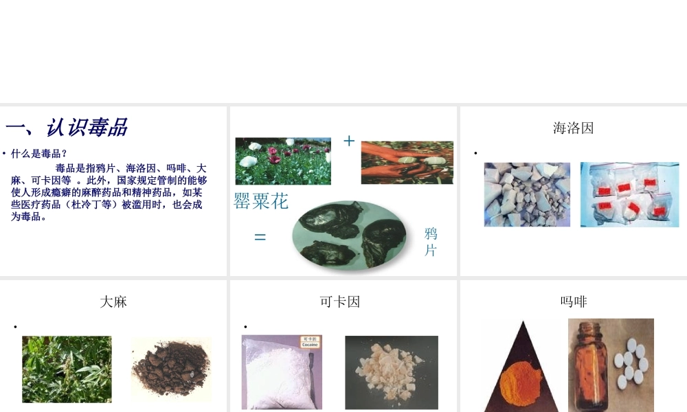 八年级生物上册 第七单元 第十九章 第二节 拒绝毒品课件 苏教版