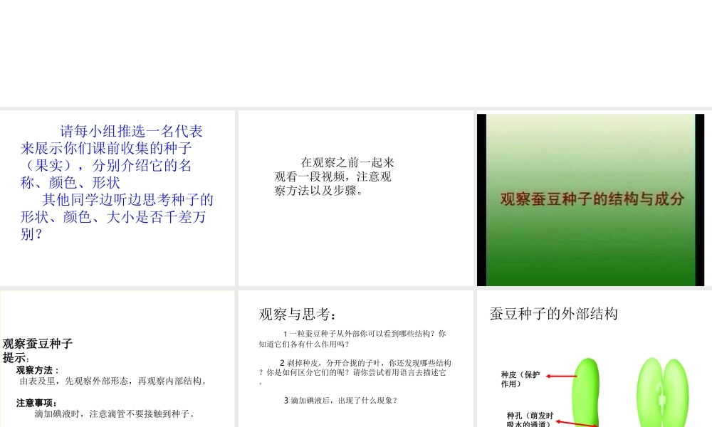 八年级生物上册 第七单元 第十九章 第二节 植物的生长发育课件 苏科版