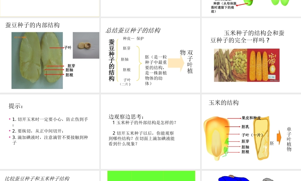 八年级生物上册 第七单元 第十九章 第二节 植物的生长发育课件 苏科版