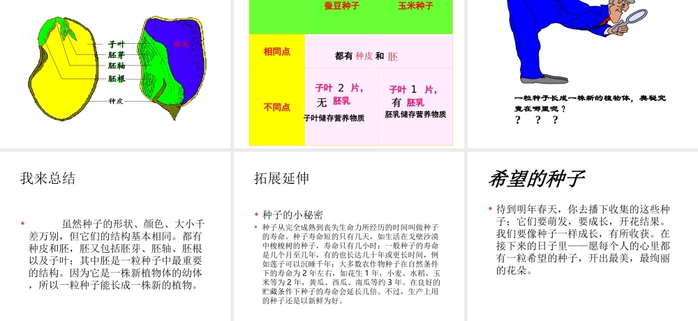 八年级生物上册 第七单元 第十九章 第二节 植物的生长发育课件 苏科版