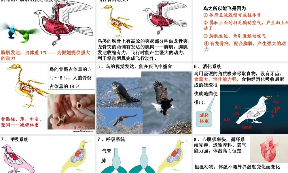 八年级生物上册 第五单元 第一章 第六节 鸟教学课件 （新版）新人教版-（新版）新人教版初中八年级上册生物课件