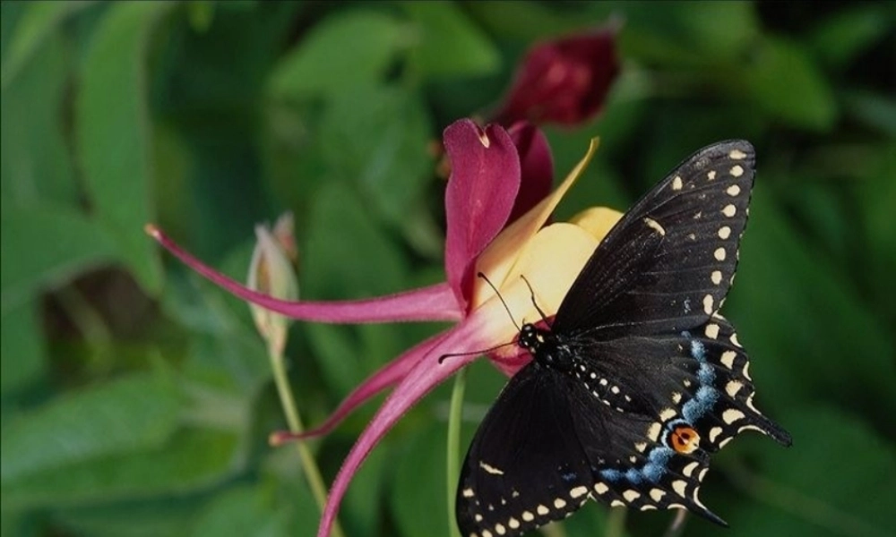 八年级生物上册 第七单元 第一章 第二节 昆虫的发育课件 新人教版