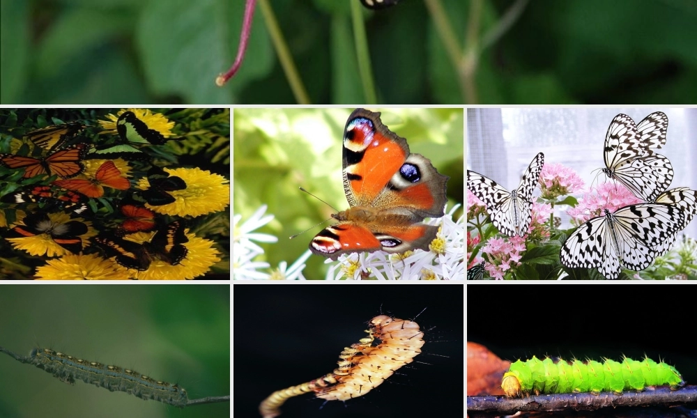 八年级生物上册 第七单元 第一章 第二节 昆虫的发育课件 新人教版