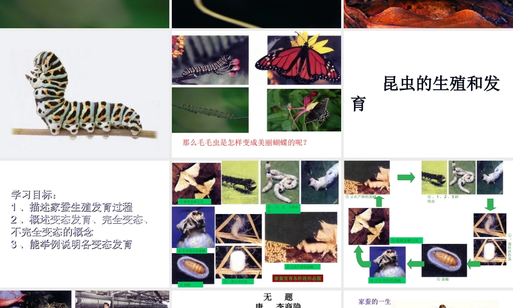 八年级生物上册 第七单元 第一章 第二节 昆虫的发育课件 新人教版