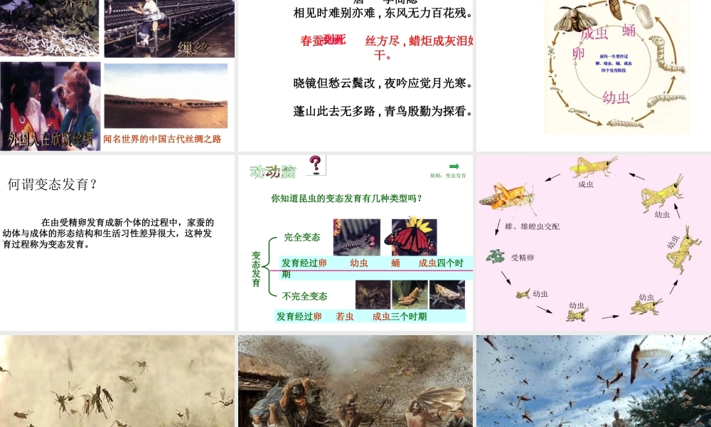 八年级生物上册 第七单元 第一章 第二节 昆虫的发育课件 新人教版