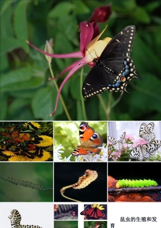 八年级生物上册 第七单元 第一章 第二节 昆虫的发育课件 新人教版