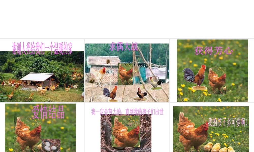 八年级生物上册 第七单元 第一章 第四节 鸟的生殖和发育课件 新人教版