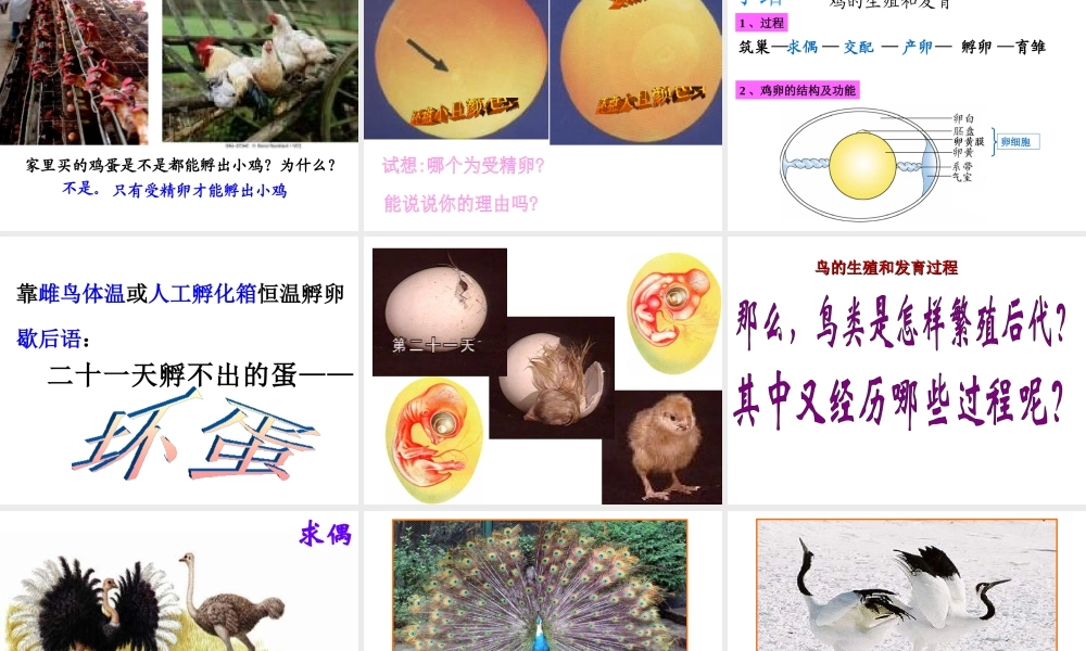 八年级生物上册 第七单元 第一章 第四节 鸟的生殖和发育课件 新人教版
