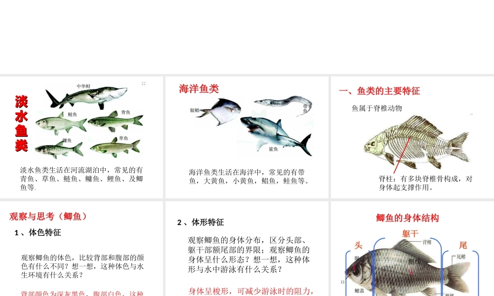 八年级生物上册 第七单元 第一章 第四节 鱼类课件 鲁科版五四制-鲁科版初中八年级上册生物课件