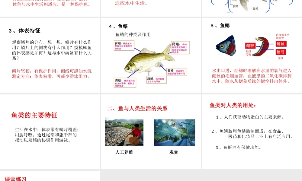 八年级生物上册 第七单元 第一章 第四节 鱼类课件 鲁科版五四制-鲁科版初中八年级上册生物课件