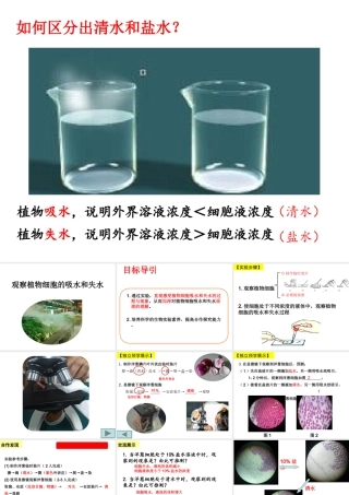 八年级生物上册 第三单元 第二章 第二节 根对水分的吸收课件 （新版）冀教版-（新版）冀教版初中八年级上册生物课件