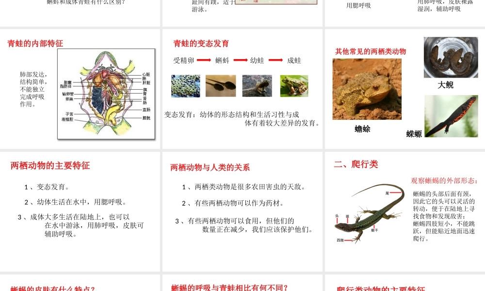 八年级生物上册 第七单元 第一章 第五节 两栖类和爬行类课件 鲁科版五四制-鲁科版初中八年级上册生物课件