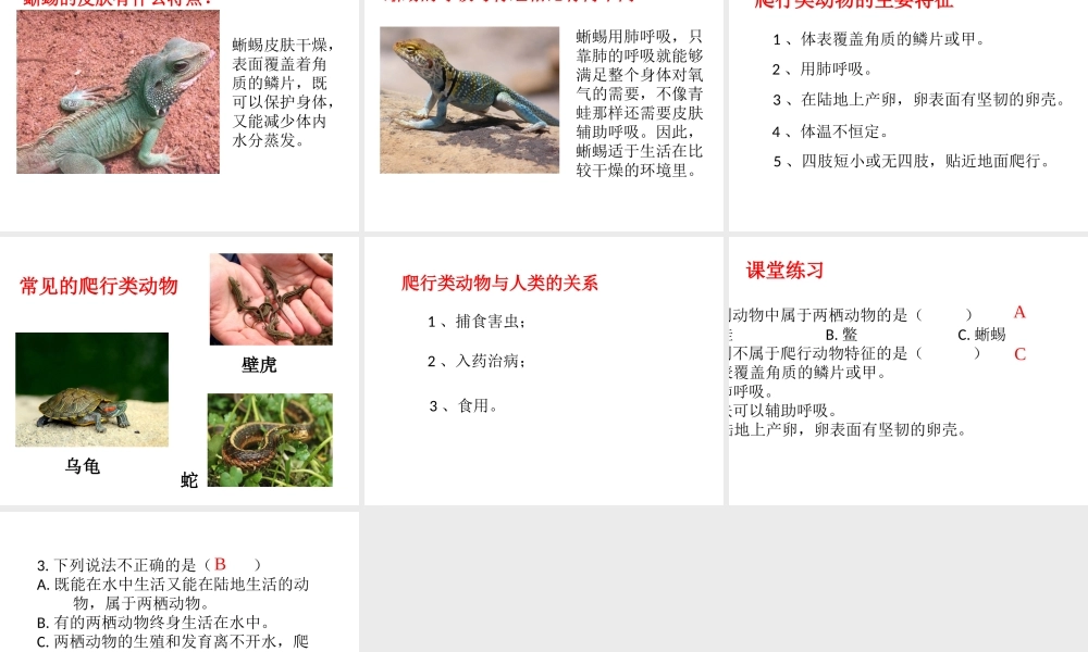八年级生物上册 第七单元 第一章 第五节 两栖类和爬行类课件 鲁科版五四制-鲁科版初中八年级上册生物课件