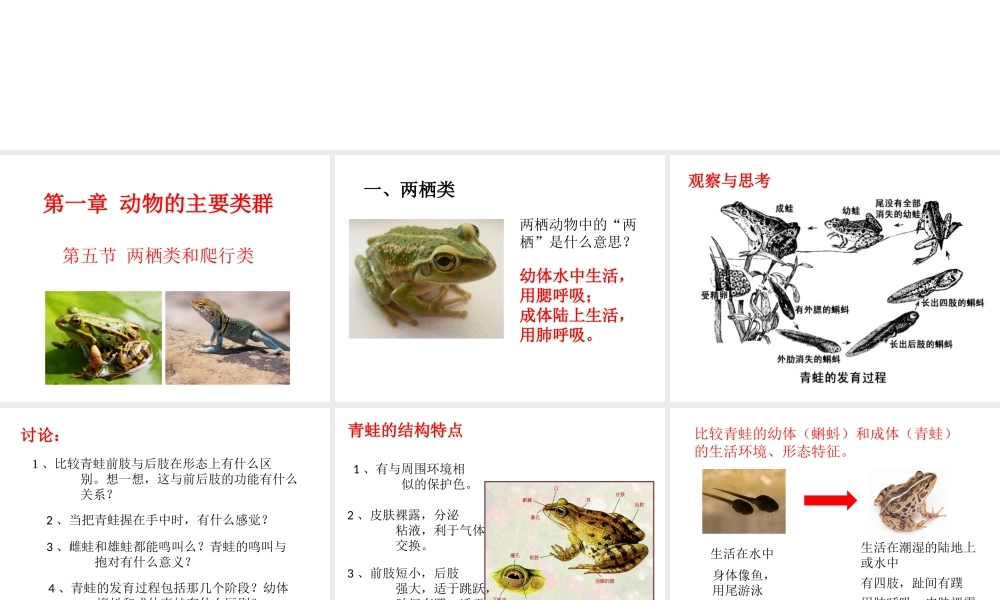 八年级生物上册 第七单元 第一章 第五节 两栖类和爬行类课件 鲁科版五四制-鲁科级上册生物课件