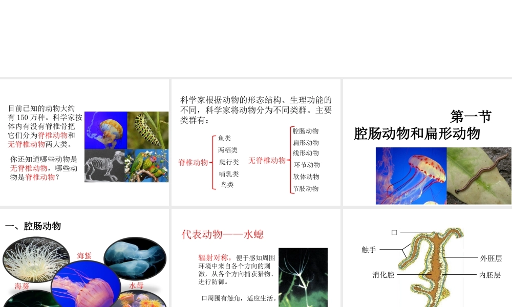 八年级生物上册 第七单元 第一章 第一节 腔肠动物和扁形动物课件 鲁科版五四制-鲁科版初中八年级上册生物课件