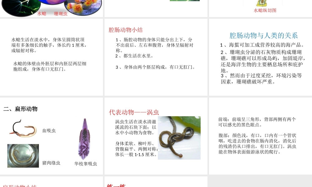 八年级生物上册 第七单元 第一章 第一节 腔肠动物和扁形动物课件 鲁科版五四制-鲁科版初中八年级上册生物课件