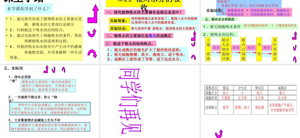 八年级生物上册 第三单元 第二章 第二节 根对水分的吸收课件 冀教版-冀教版初中八年级上册生物课件