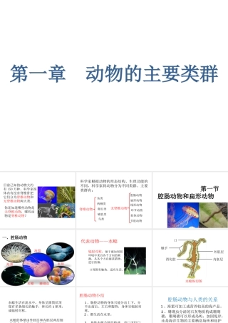 八年级生物上册 第七单元 第一章 第一节 腔肠动物和扁形动物课件 鲁科版五四制-鲁科级上册生物课件