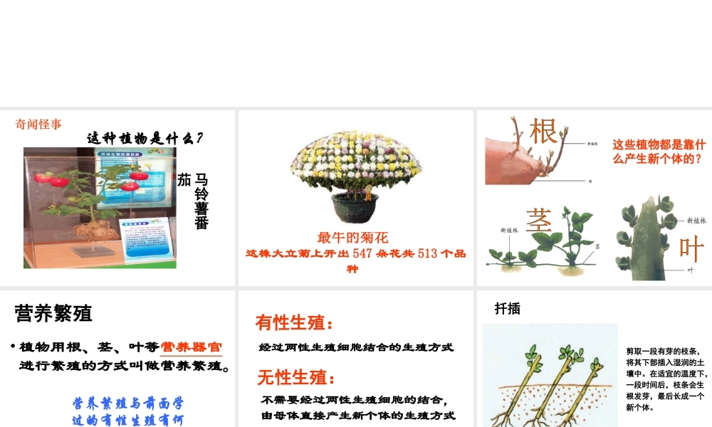 八年级生物上册 第七节 植物的无性生殖课件 济南版