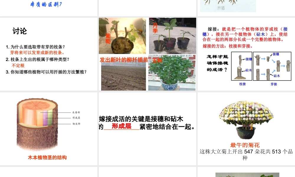 八年级生物上册 第七节 植物的无性生殖课件 济南版