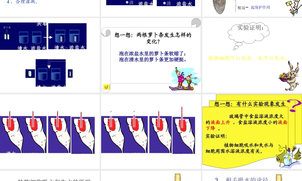 八年级生物上册 第三单元 第二章 第二节 根对水分的吸收课件 冀少版-人教版初中八年级上册生物课件