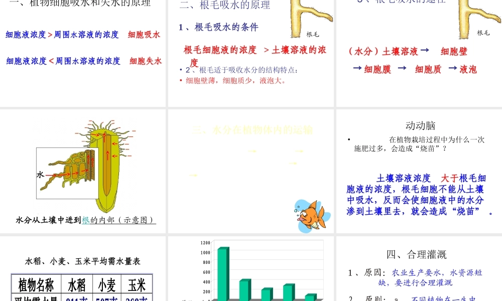 八年级生物上册 第三单元 第二章 第二节 根对水分的吸收课件 冀少版-人教版初中八年级上册生物课件