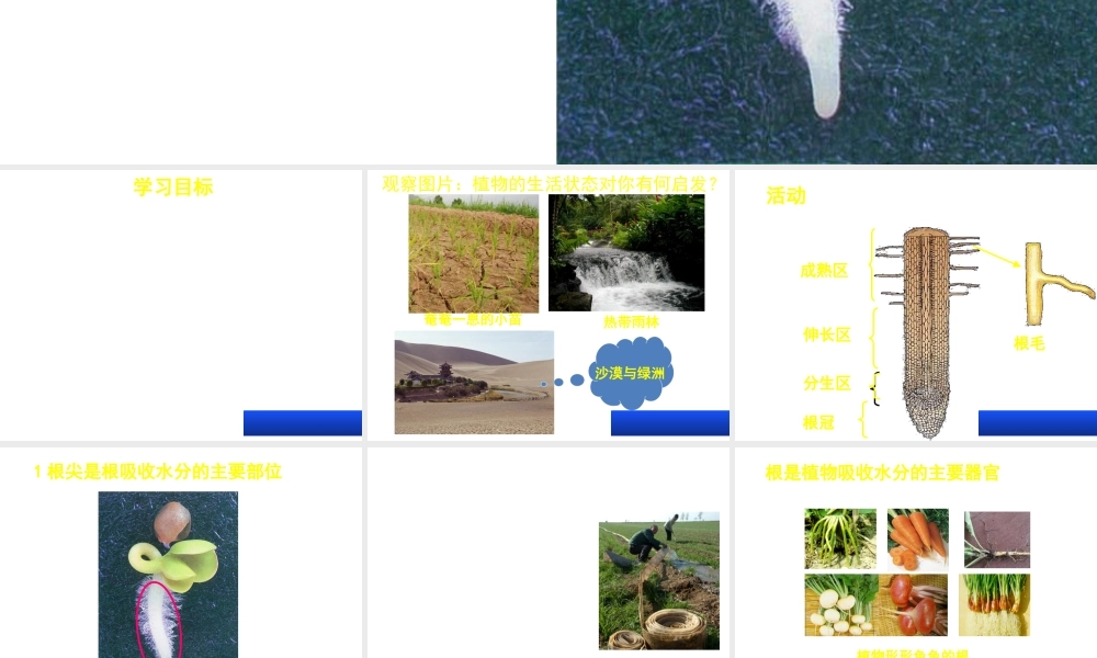 八年级生物上册 第三单元 第二章 第二节根对水分的吸收课件 （新版）冀教版-（新版）冀教版初中八年级上册生物课件