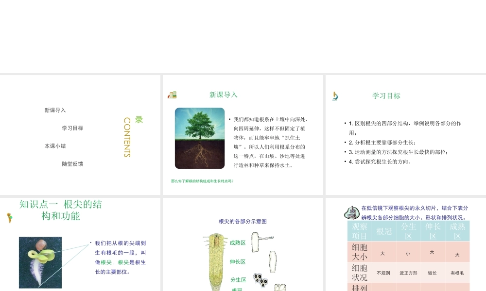 八年级生物上册 第三单元 第二章 第1节《根的生长》课件1 （新版）冀教版-（新版）冀教版初中八年级上册生物课件