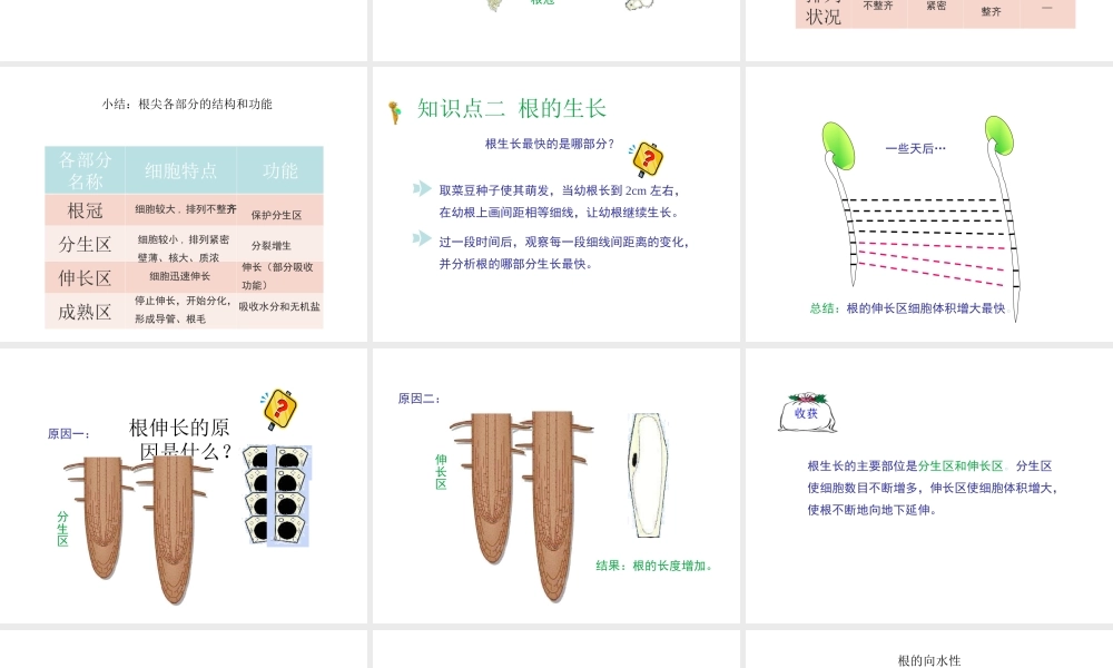 八年级生物上册 第三单元 第二章 第1节《根的生长》课件1 （新版）冀教版-（新版）冀教版初中八年级上册生物课件