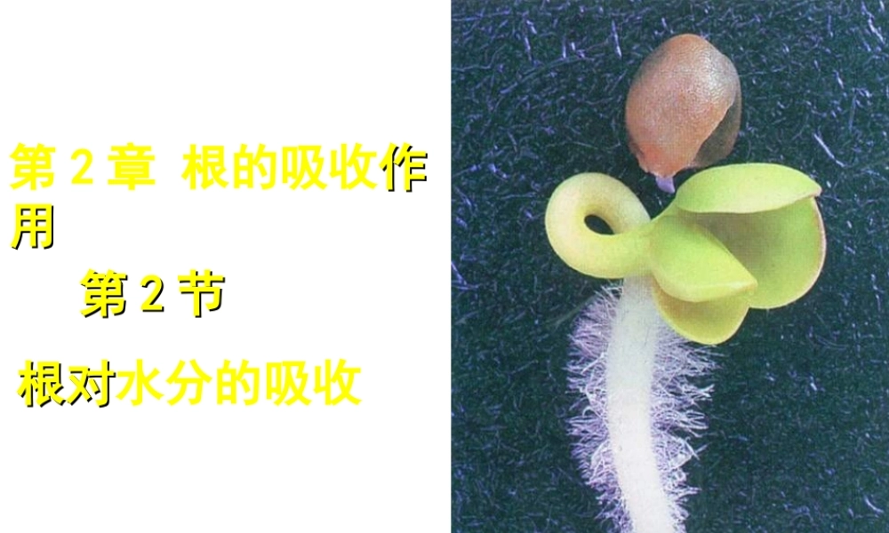 八年级生物上册 第三单元 第二章 第二节根对水分的吸收课件 （新版）冀教版-（新版）冀教级上册生物课件