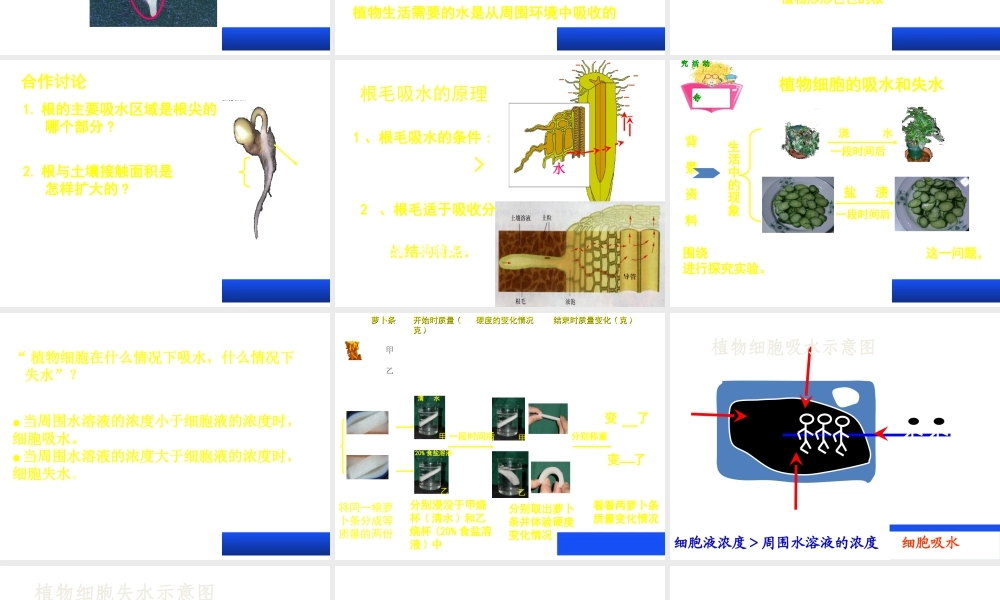 八年级生物上册 第三单元 第二章 第二节根对水分的吸收课件 （新版）冀教版-（新版）冀教级上册生物课件