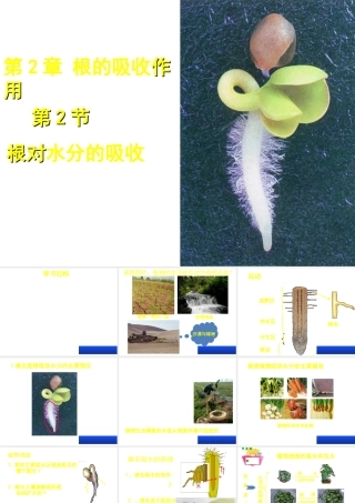 八年级生物上册 第三单元 第二章 第二节根对水分的吸收课件 （新版）冀教版-（新版）冀教级上册生物课件