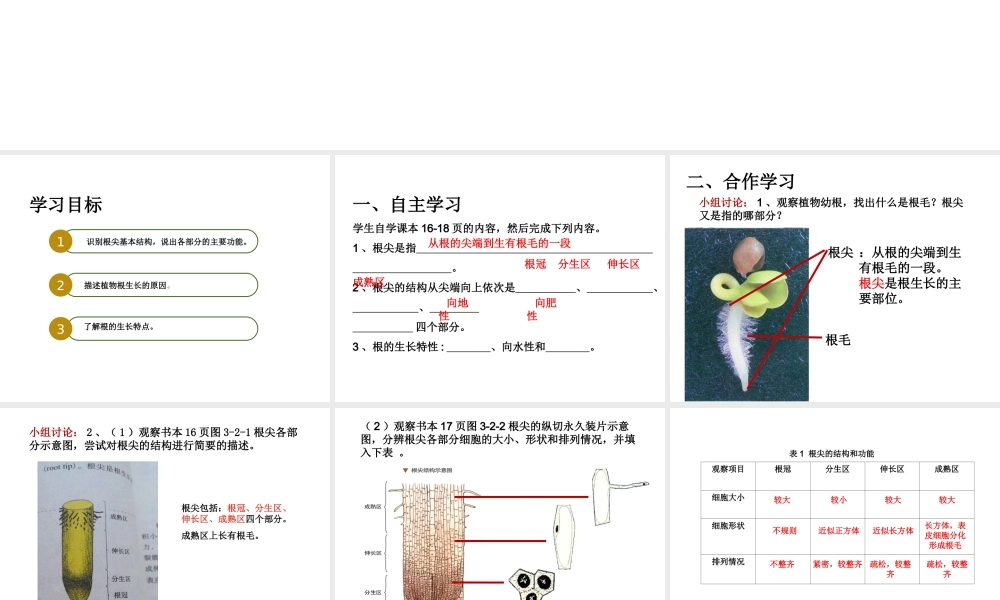 八年级生物上册 第三单元 第二章 第一节 根的生长课件 （新版）冀教版-（新版）冀教版初中八年级上册生物课件