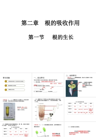 八年级生物上册 第三单元 第二章 第一节 根的生长课件 （新版）冀教版-（新版）冀教版初中八年级上册生物课件