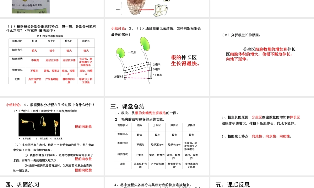 八年级生物上册 第三单元 第二章 第一节 根的生长课件 （新版）冀教版-（新版）冀教级上册生物课件