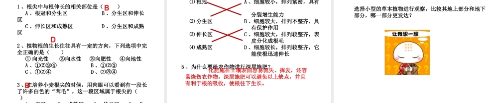 八年级生物上册 第三单元 第二章 第一节 根的生长课件 （新版）冀教版-（新版）冀教级上册生物课件