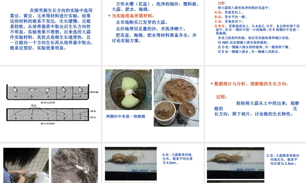 八年级生物上册 第三单元 第二章 第一节 根的生长课件 冀少版-人教版初中八年级上册生物课件